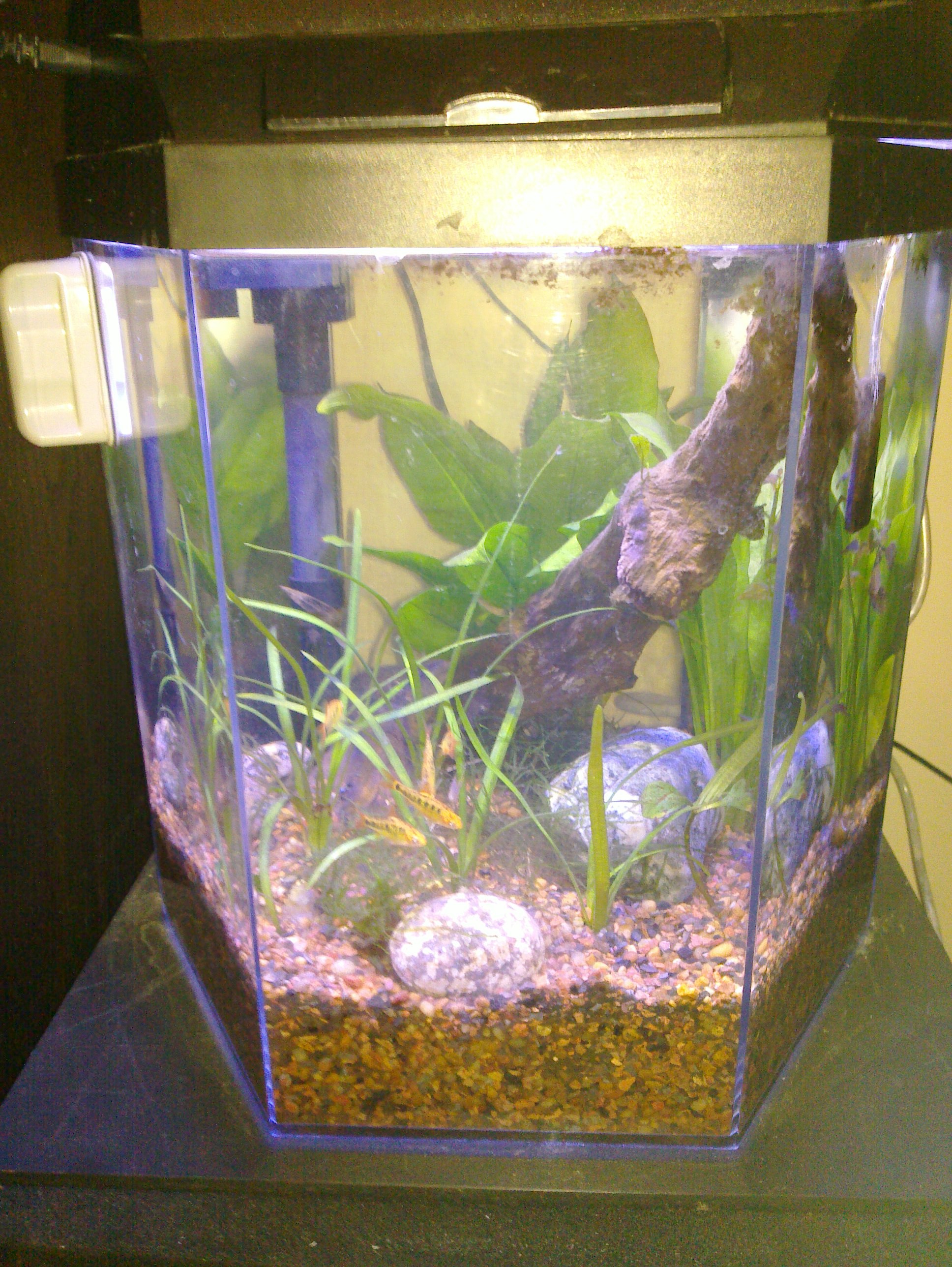 Image showcasing DiY LED Aquarium Lighting – JustinMcClellan.com